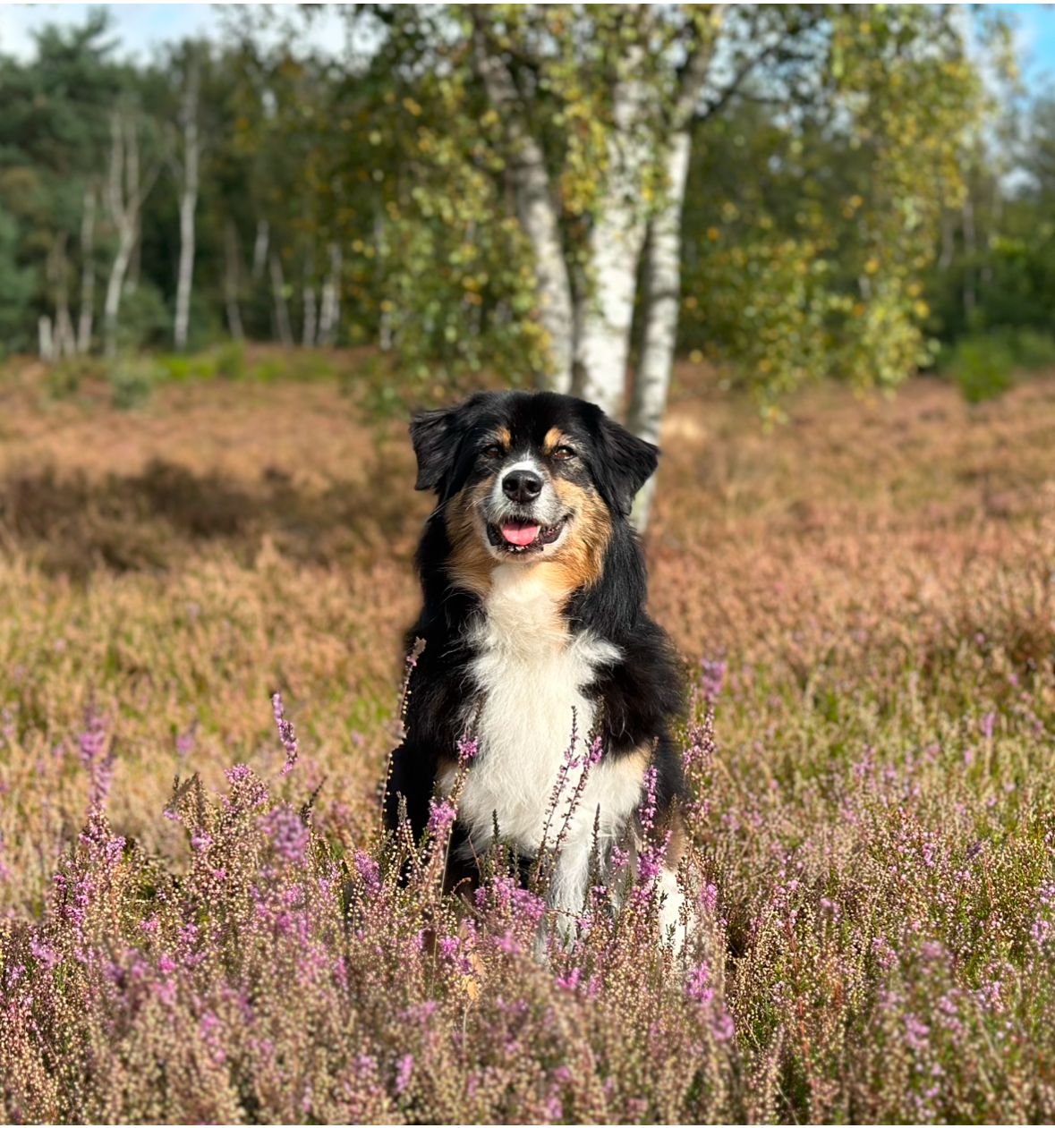 14.11.Happy 14. birthday unserem E Wurf (Patch x Griffon) es leben noch 6, im Bild Cayden, Ylvie, Flitzi, Clooney, Pedro, Miles aus unserem 10er Wurf Image