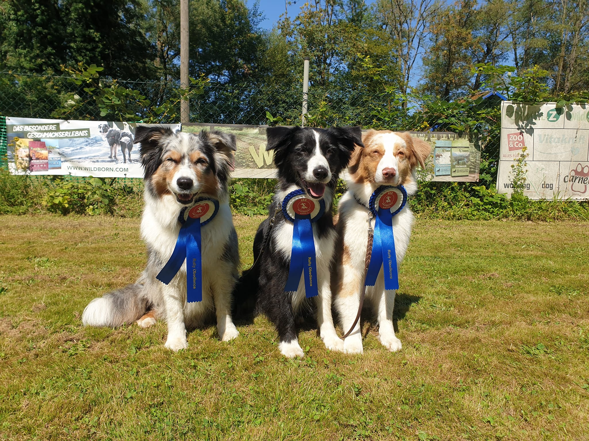 Holly- High-Mountain Whisper Of My Heart Beginner 1. Platz 100 points ,Cole Tochter Liv V2 RO-2 und Omi Fay 2. Platz V94 in der Seniorenklasse Image