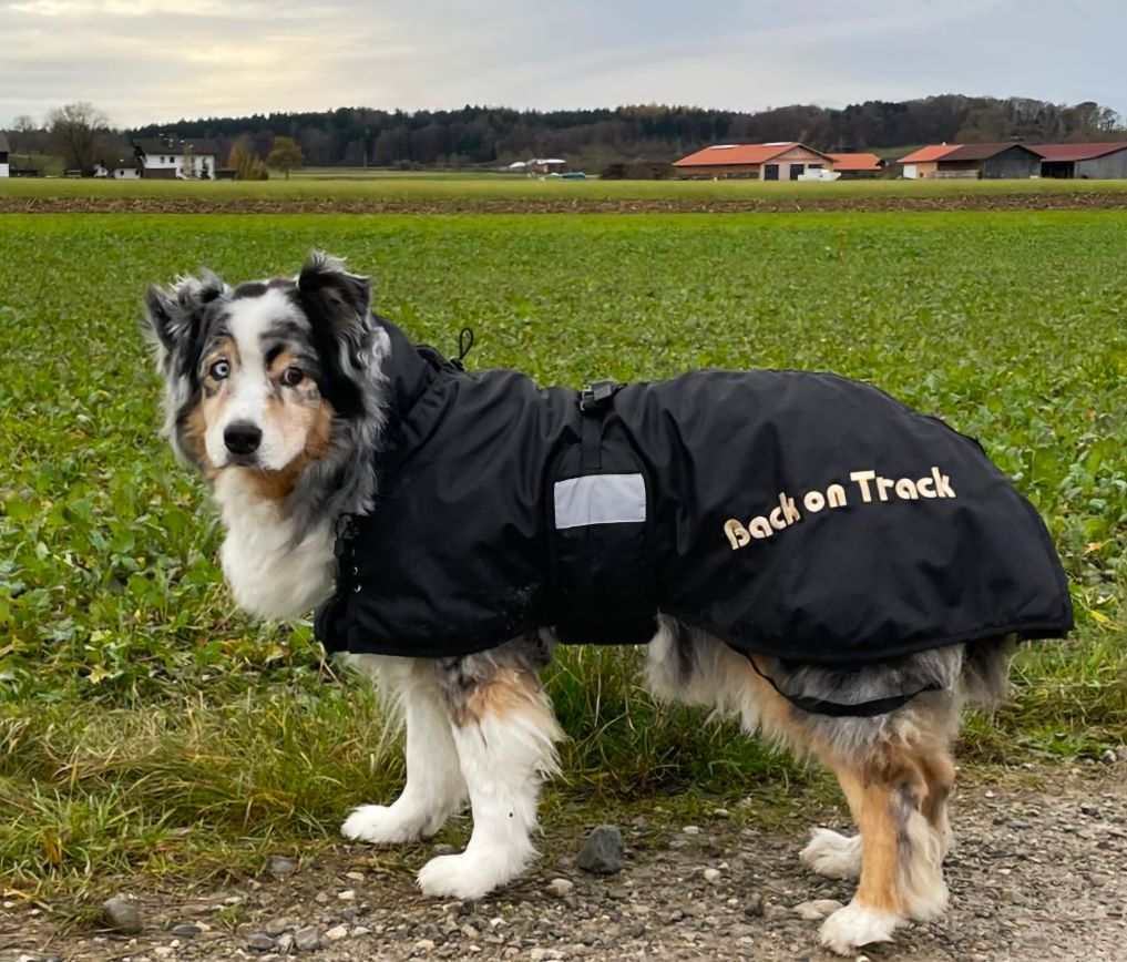 24.11. Murphy - H-M Dice is Cast (Ranger x Patch), feiert seinen 15. Geburtstag, Schwester Hope ist leider am 06.11. über die Regenbogenbrücke gegangen Image