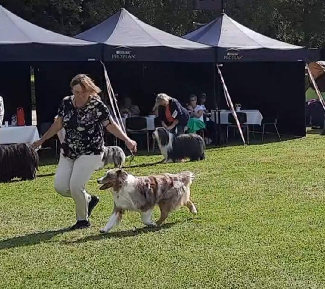 Murphy x Reba Tochter Taya V1 German Veteranen Winner Image