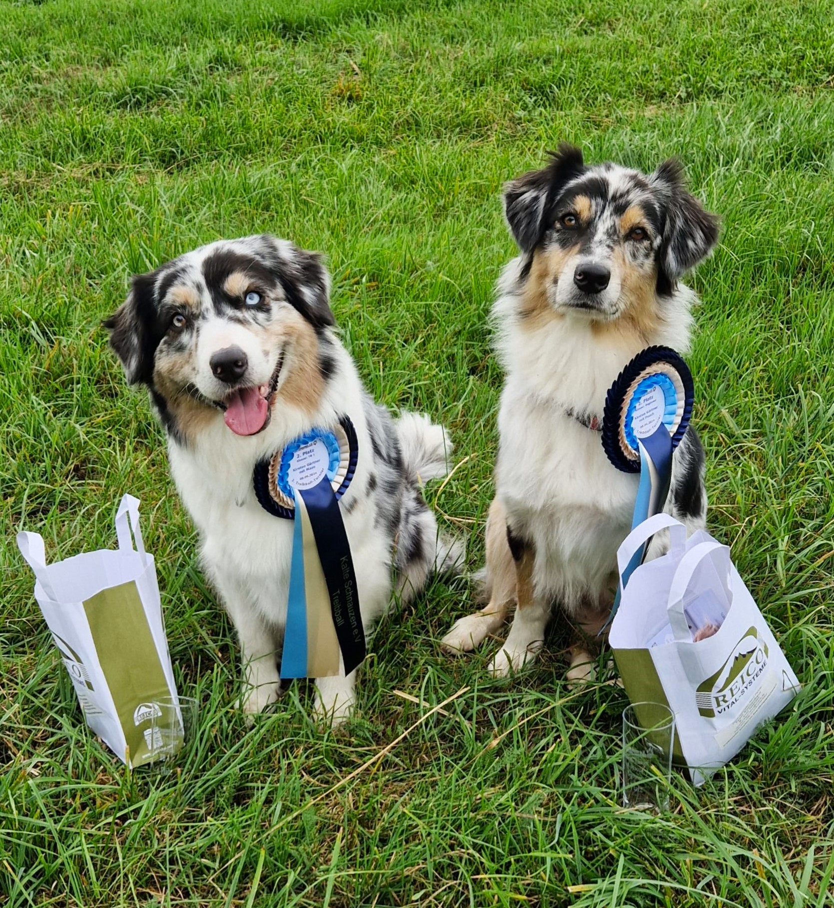 die Sugar Töchter Treibballstars Peach und Maze 2 x Platz 2 - Peach hat nach 3 Turnieren ihre Quali für TRB1 mit einem erneuten 2. Platz geschafft Image