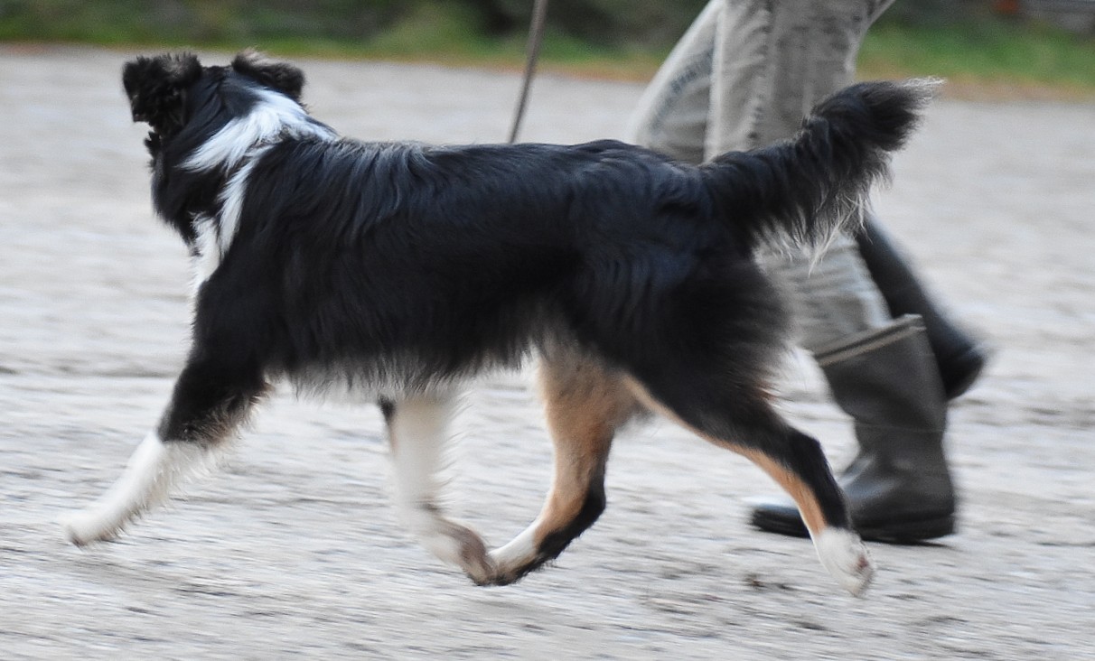 sister Chii, auch im Trab mit allen 4en in der Luft Image