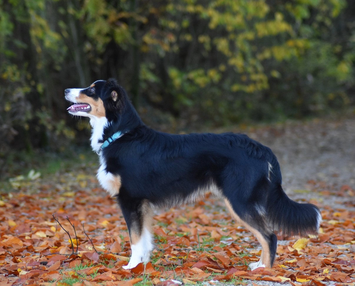 Mr. Pukinger 7,5 Monate Image