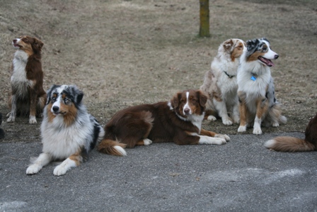 Grace und Patch mit Nachzucht Image