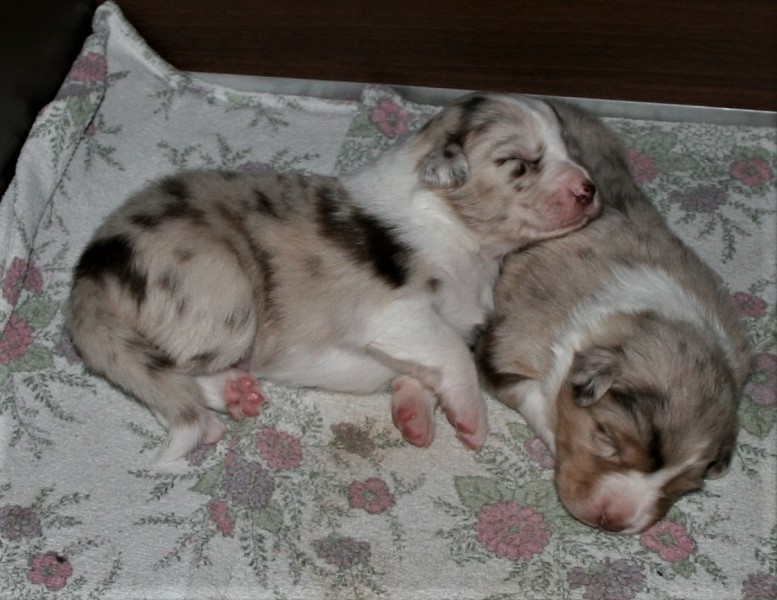 red merle....... Image