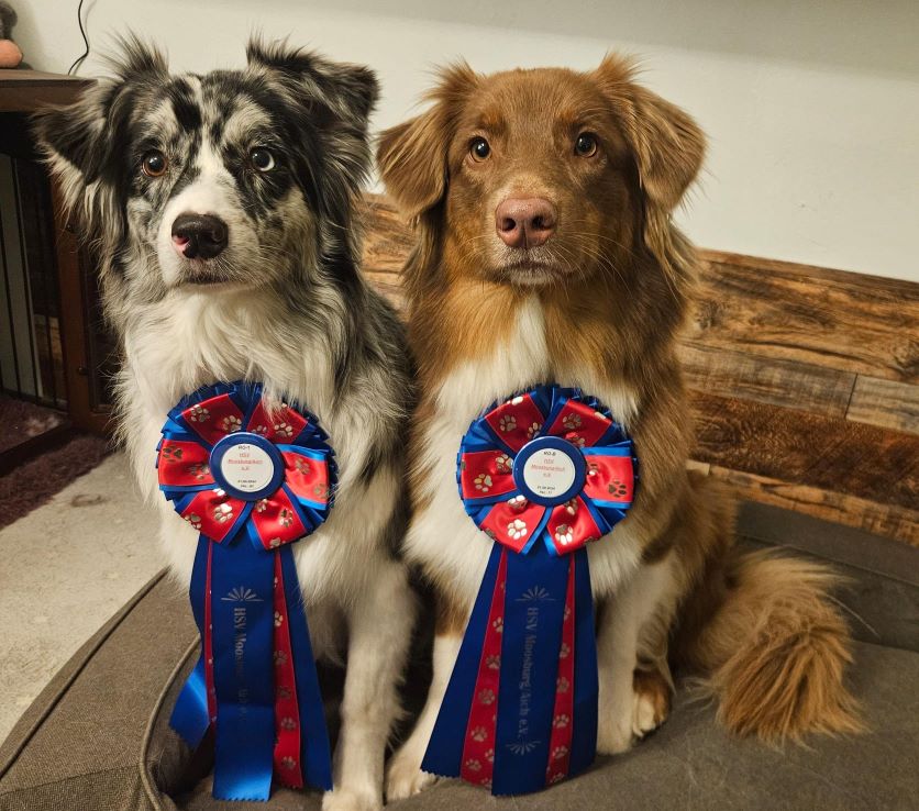 Lilo (Peach x Farris) 2. Platz Rally OB 88 p. und Yuma (Sugar x Lio) Rally 1 3. Platz 96 p. Image