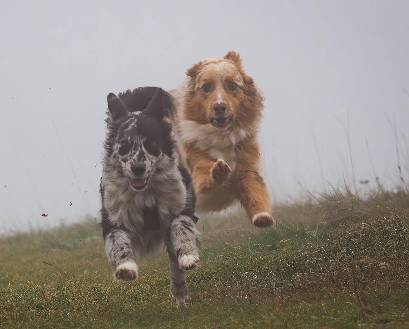 Lebensfreude pur - Sally (Peach x Beau) und Anuk (Gipsy x Luca) Image