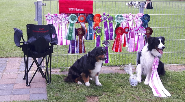 Clubveteranensieger 2019 Bester Veterane Top 5 Veterananchampion Image