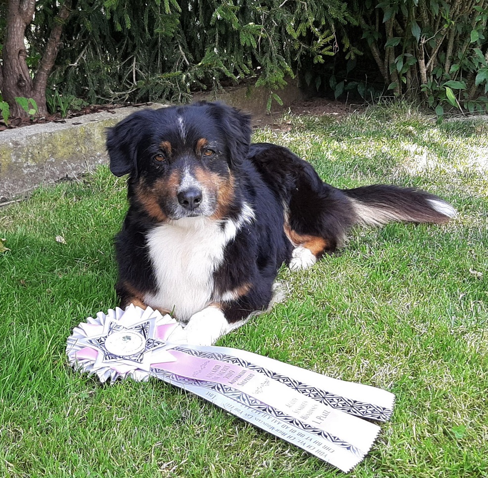 AOM 2019 1. Platz Agility Senioren Image