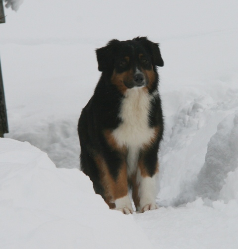 Zillertal Schneepower Image