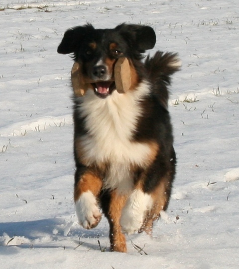 Obedience Image
