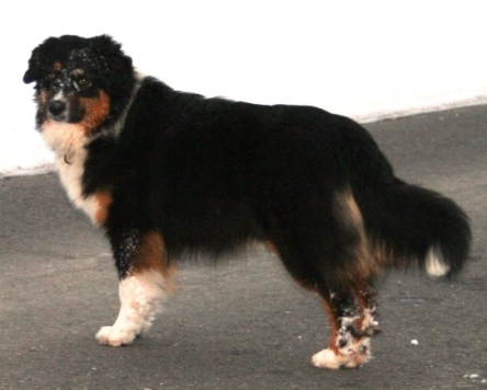Fellmonster Image