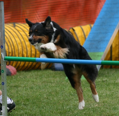 Agility Image