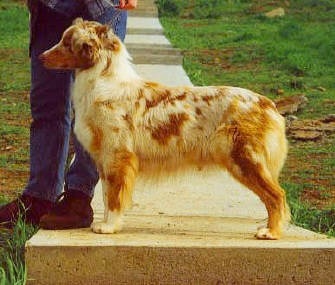 Floh Sonya Red Marie Image