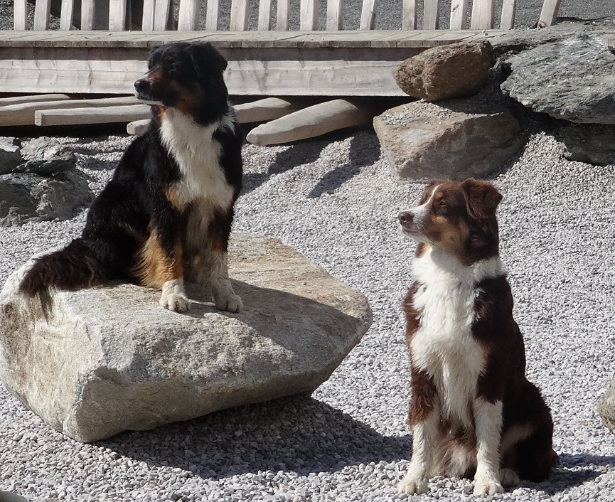 2019 Roxy 5,5 Jahre mit Gipsy 10 Jahre Image