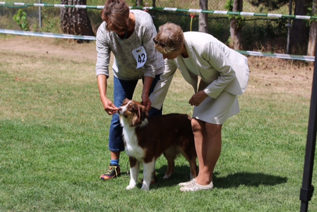Clubschau 2017 Judi Harrington Image