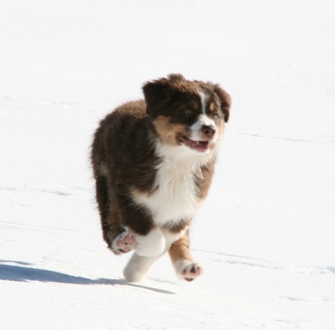Rennmaus Image