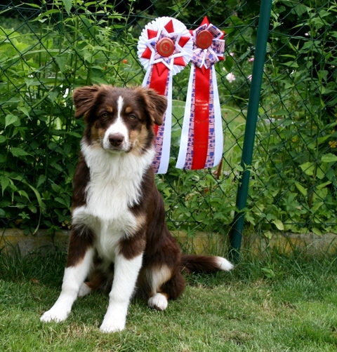 Best Breed Puppy Clubschau 2015 Image