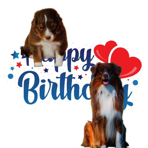 27.04. Happy 3. birthday unserem X-Wurf (Peach x Farris) lasst euch feiern Image