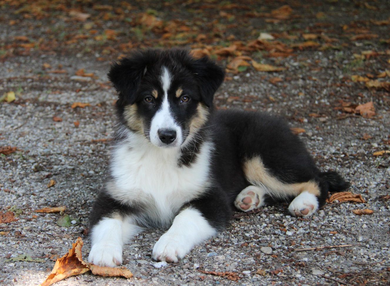 Kleine Lady Image