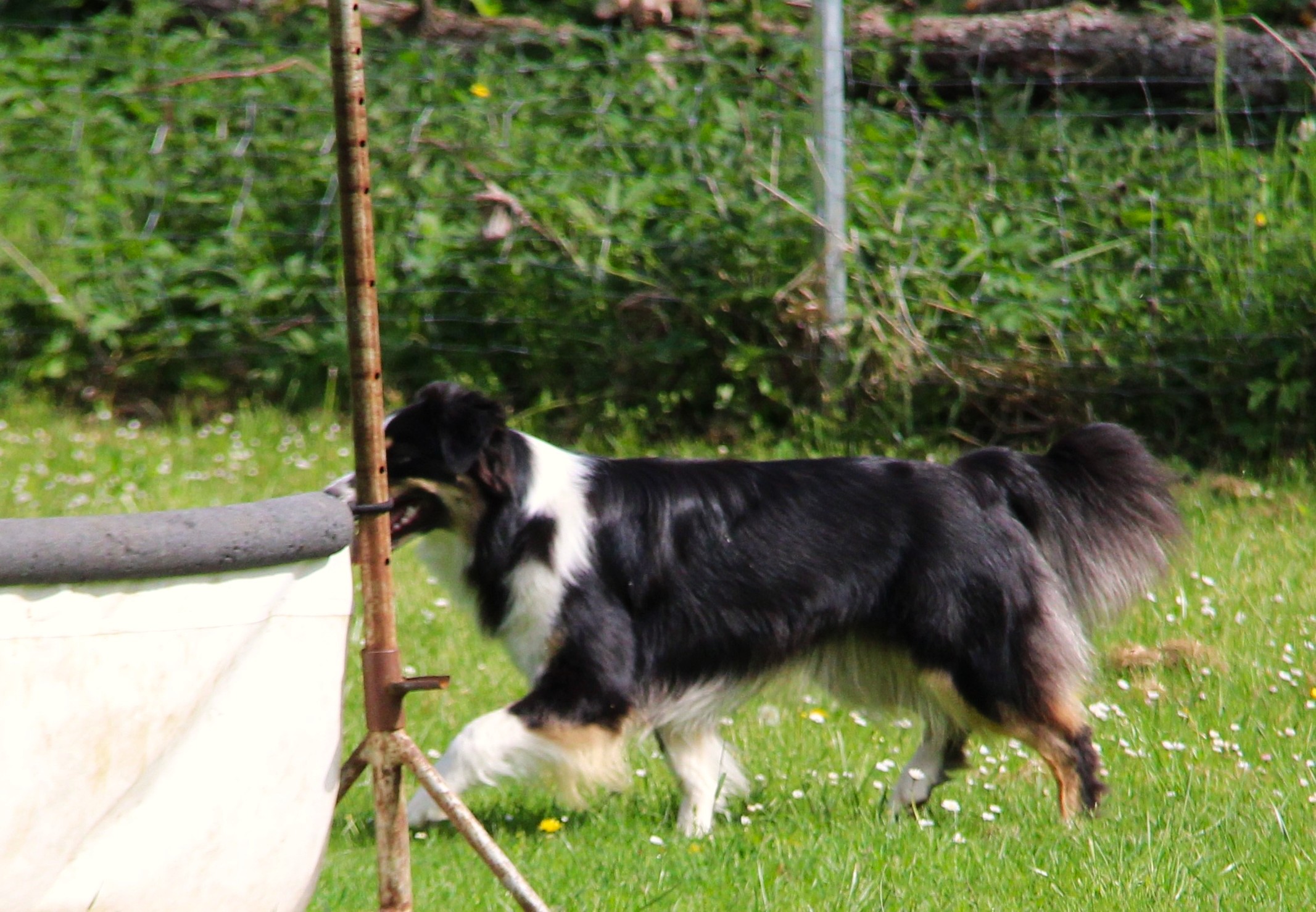 Chi ist ein kleines Ranger Double Image