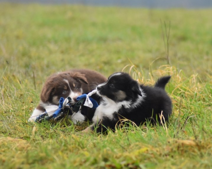 Lotte und Bruce Image
