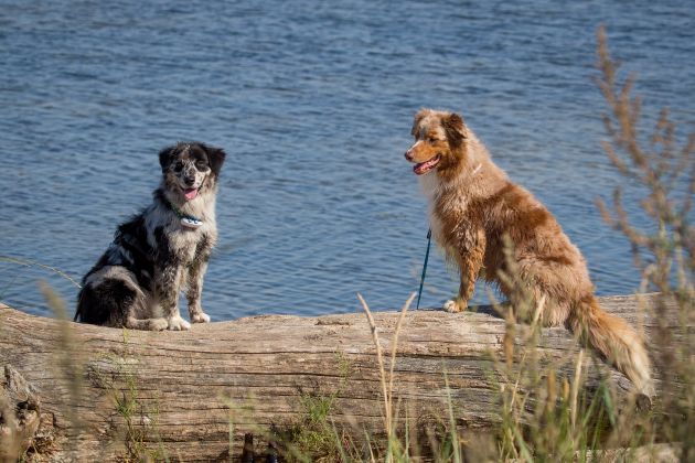 Sally und Anuk (Gipsy x Luca) Image