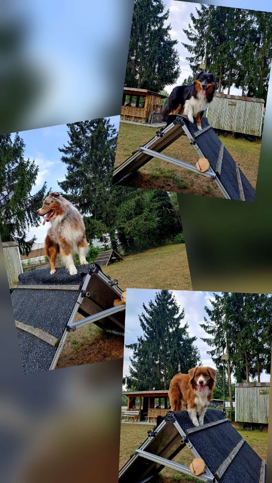 zwei H-M's Appa und Chewy und ein River Garden Aussie Kenai Image