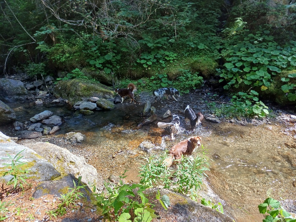 Wasserfall Image